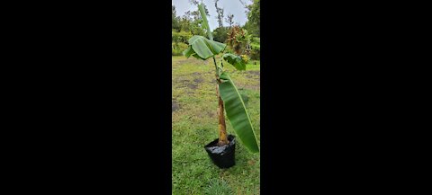 Banana Garden Project