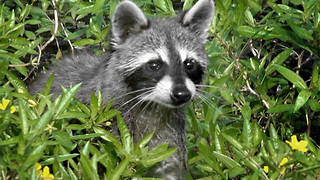 Raccoon tests positive for rabies after encounter with dog at Boynton Beach park