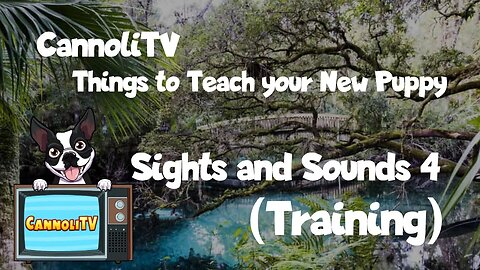 Tv For Dogs Things to Teach Your New Dog: Sights and Sounds of the World 4 #training #puppy #anxiety