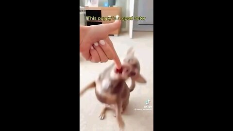 cute and funny animals videos😂🤣