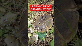 Mushrooms - The Inspiration For Creation Myths?