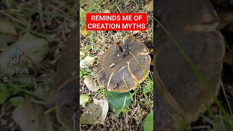 Mushrooms - The Inspiration For Creation Myths?