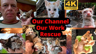 Our channel and our work - our animal rescue work