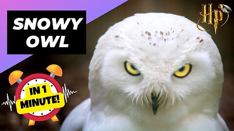 Snowy Owl - In 1 Minute! 🦉 Hedwig In Real Life | 1 Minute Animals