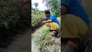 Mancing Belut Comal Baru