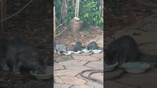 Feeding time for stray cats