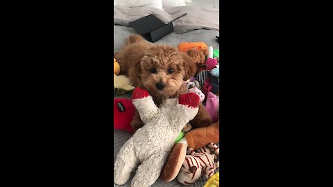 Puppy plays in pile of toys