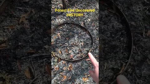 Forest Fire Uncovered hidden history.