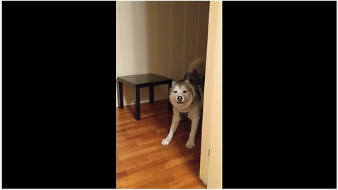 Husky successfully plays peekaboo with owner