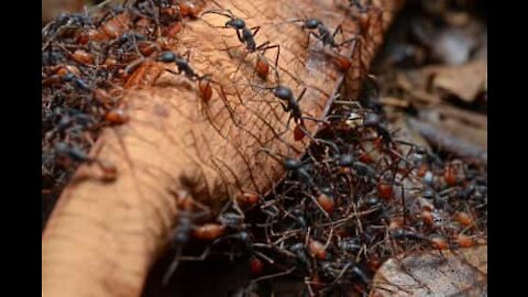 Une armée de fourmis déplace un mille-pattes