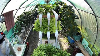 Greenhouse 1 Timelapse Ending 17-11-2023