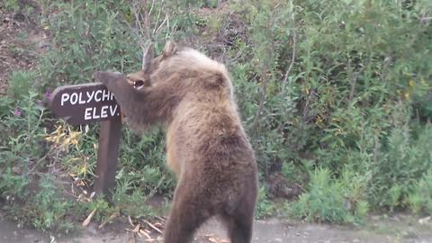 Brown Bear Brakes A Wooden Sign On The Road