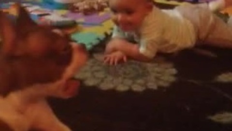 Helpful dog teaches baby how to crawl