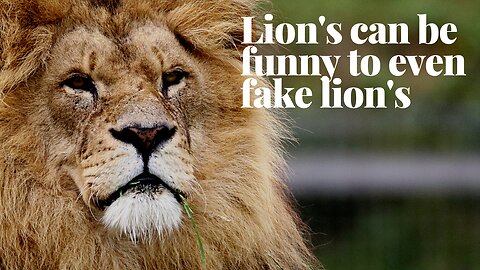 Lions can be funny to!!