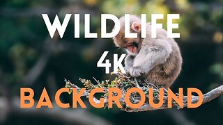 WILDLIFE BACKGROUND || 4K
