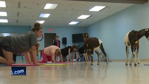 Omro community holds Goat yoga event