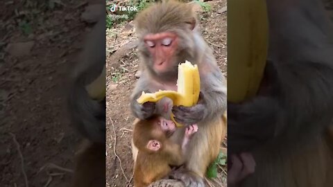 monkey mother - peeling banana