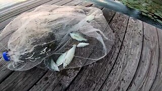 Cast Netting Some Bait