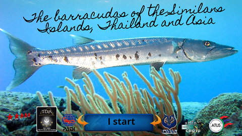 🐋 the #Barracuda of the Similans Islands in Thailand and Asia