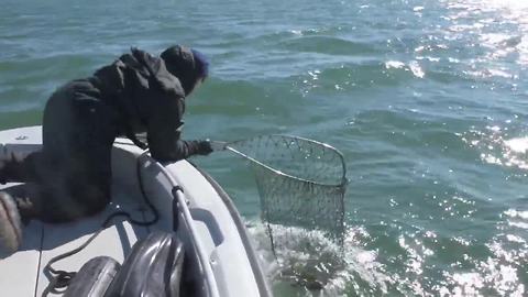 More than 100 cold-stunned sea turtles rescued by FWC as cold temps invade Florida