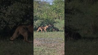 Wildlife Sightings Today 25/01/23 (Lions, etc) | Lalashe Maasai Mara | #shorts | #ShortsAfrica