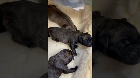 Bruno x cinnamon new borns. LonelyCreek bullmastiff