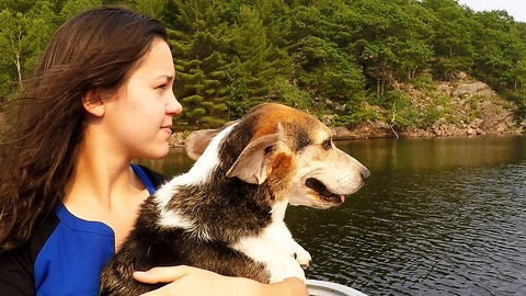 Beagle's ears flap like wings on family boat ride