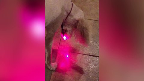 "Dog Chases Laser Pointer Like A Cat"