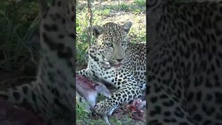 Leopard Saves His Meal From Approaching Hyena #shorts