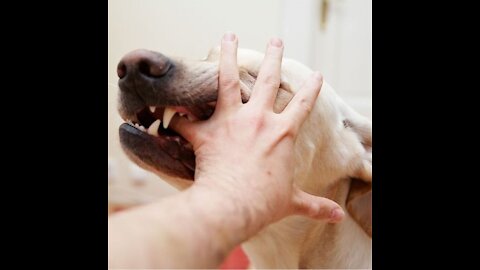 How To let Dogs Become Fully Aggressive With Few Simple Tips