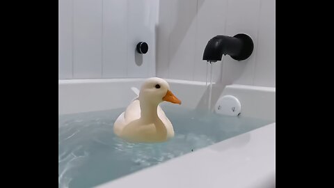 Duck swim in bathroom $