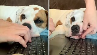 Silly Puppy Decides To Nap On Owner's Keyboard