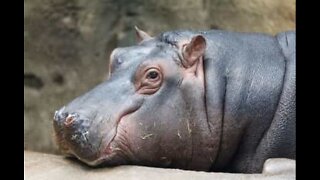 Hippo world is a happy world