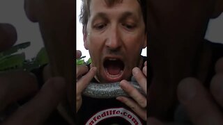 Biting A Live Snake... is a bad idea!