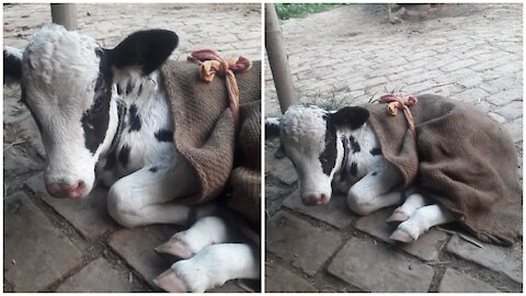 very cute baby cow