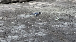 More Blue Jays and Squirrels