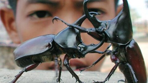 A fight between beetles. Very funny