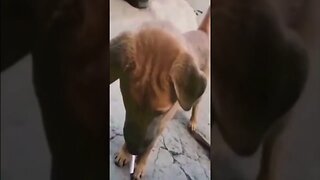 Vídeo engraçado de animais fofinhos #viral