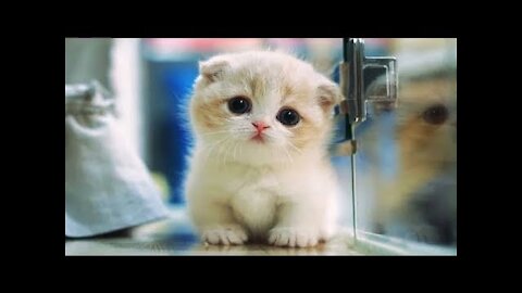 Cute Baby Animals Videos Compilation ♥ Best Funny Pets Videos of the month