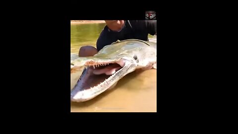 The Alligator Gar Facts #shorts #amazingfacts #animals #fish