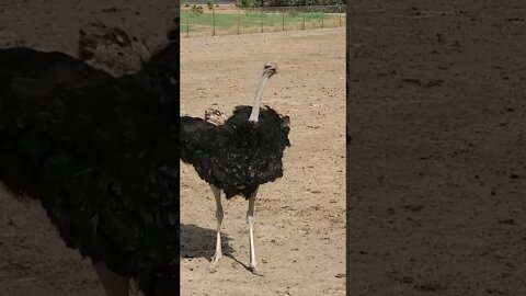 Dancing ostrich [MUST SEE!] (check out original clip in description) #shorts