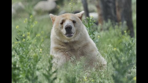 Spirit Bear Mysteries and Wild Creature