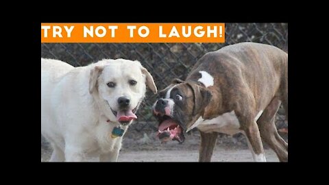 Try Not To Laugh At This Ultimate Funny Dog Video Compilation | Funny Pet Videos