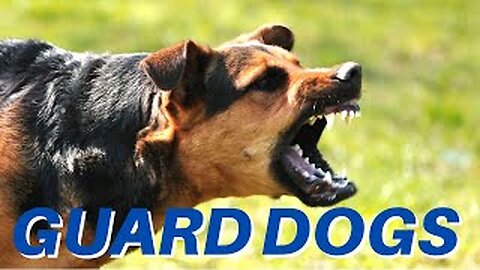 DOGS BARKING!! Angry Dogs | Real Guard Dogs