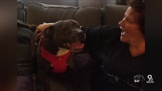 Rescued pitbull starts new life as veteran support animal