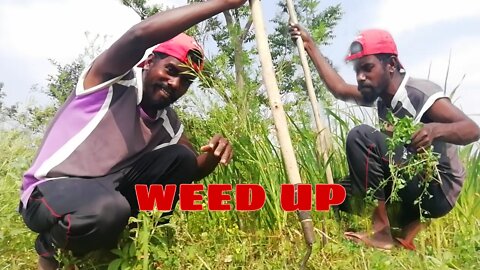 Weeding up from garlic cultivate Field