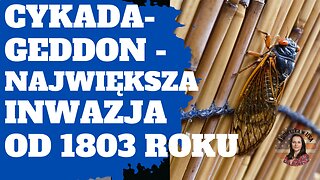 Cykady! Inwazja! Czegoś takiego nie było od 221 lat.