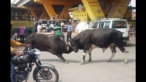 Raging bulls india road