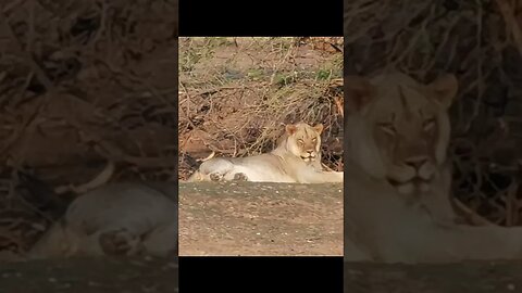 Lion pictures from the Limpopo Valley area. #lion #wildlife #bigcats