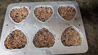 How To Make Suet For Birds